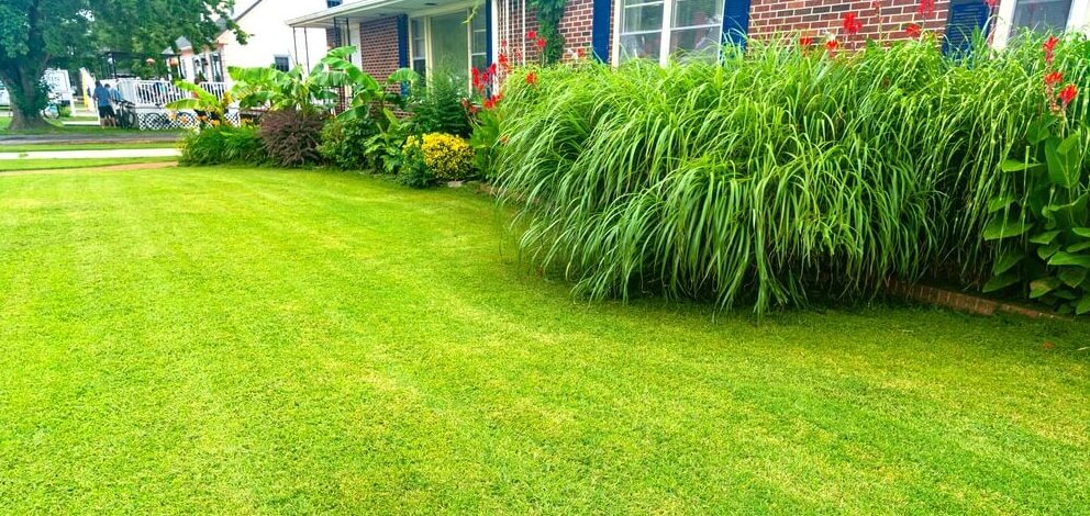 založený trávník