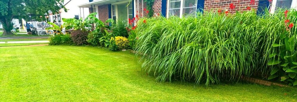 založený trávník